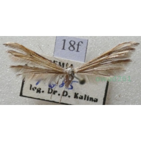 Emmelina monodactyla (Linnaeus, 1758) Piórolotek zwyczajny Czech18f